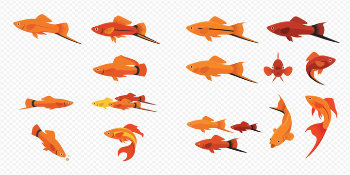 Set of colorful aquarium fish, including swordtail, koi, and other decorative species, isolated on a transparent background.