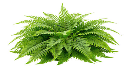 Lush green fern plant with delicate fronds © Lubos