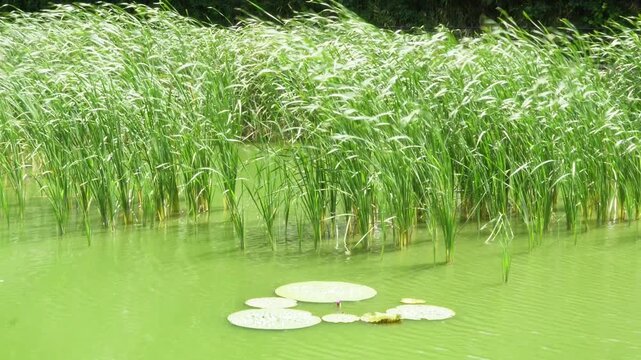 風に揺れる緑の水草と池に浮かぶ葉の自然風景（環境・エコロジー背景）