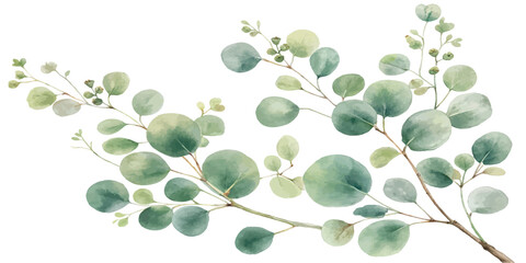 Watercolor green eucalyptus branch on white background with eucalyptus watercolor botanical painting illustration isolated decoration wellness © Manjur