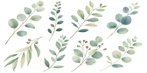 Assorted watercolor eucalyptus and wild foliage branches isolated collection with hand drawn eucalyptus leaves watercolor art plant life botanical © Manjur