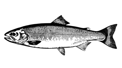 Obraz premium Fish with Detailed Scales and Fins in a Black and White Illustration Featuring Aquatic Nature and Wildlife