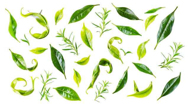 Fresh green tea leaves and sprigs scattered