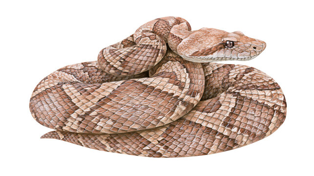 Coiled rattlesnake with diamond pattern scales