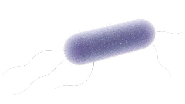 Escherichia coli Single Bacterium Ultra Realistic Gram Negative Microbiology Illustration Isolated on White Background