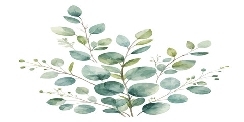 Watercolor floral art of eucalyptus branches and leaves on white background with eucalyptus watercolor botanical illustration branches isolated © Manjur