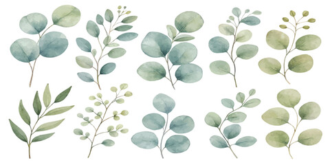 Collection of various watercolor eucalyptus leaf branches and sprigs isolated on white background with eucalyptus watercolor collection botanical © Manjur