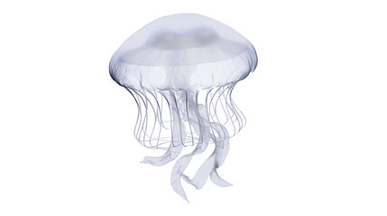 Translucent jellyfish with delicate tentacles floating © Elvin