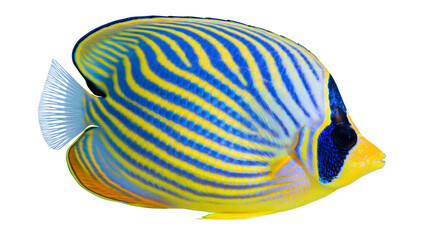 Blue and yellow striped butterflyfish with orange fins © Elvin