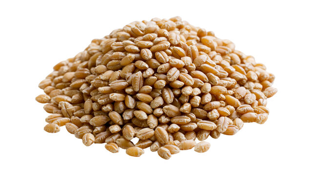 Pile of whole wheat grains