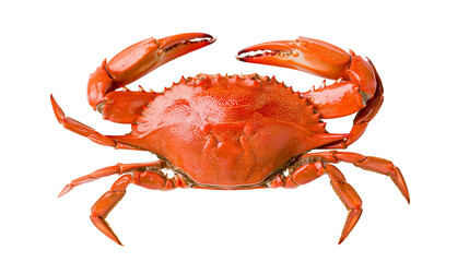 Whole cooked red crab with claws raised © Isolde