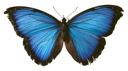 Blue Morpho Butterfly with Black Edges © Isolde