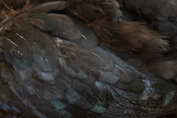 Close up detail of dark black chicken feathers with elegant iridescent highlights © Hendri
