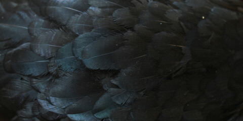 Close up detail of dark black chicken feathers with elegant iridescent highlights © Hendri