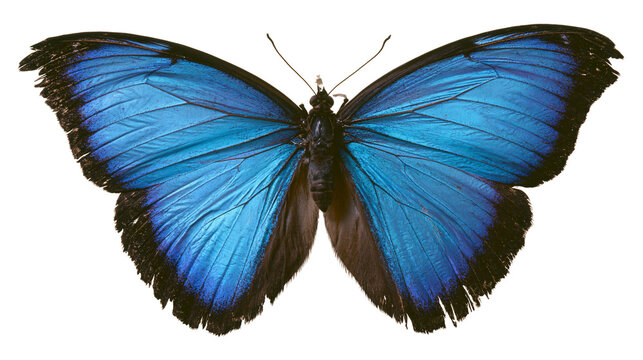 Blue Morpho Butterfly with Black Edges