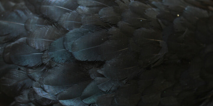 Close up detail of dark black chicken feathers with elegant iridescent highlights