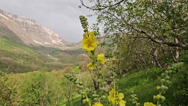 Blooming yellow mullein flowers stand tall against snow-capped mountains and a lush green hillside in a pristine spring alpine landscape.
📍 Hawraman Takht, Kurdistan, Iran 
