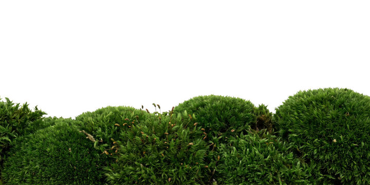 Lush green forest moss clusters arranged in a low horizontal row isolated on transparent background for nature inspired design with velvety appearance woodland flora detailed close up perspective PNG