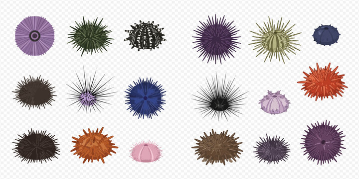Set of colorful sea urchins with various shapes and sizes, marine life collection.