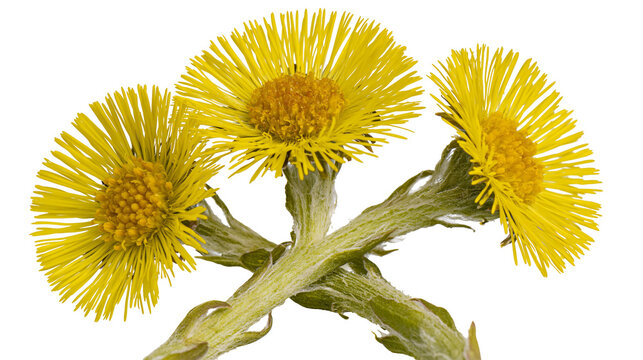 Three yellow coltsfoot flowers with fuzzy stems