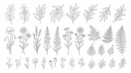 Fototapeta premium Botanical line art collection. Minimalist floral vector illustrations. Elegant nature design set.