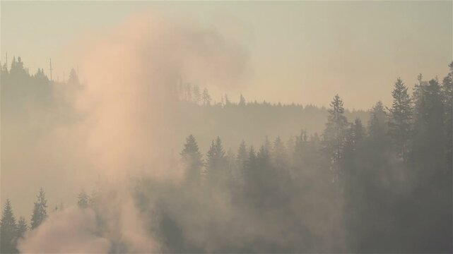 Smoke drifts through a conifer forest on a hazy hillside, with thick wildfire haze moving across dark evergreen trees and soft light filtering through the scene