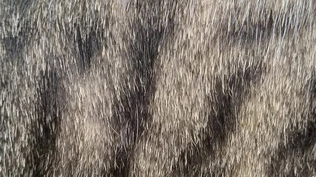 brown fur background
