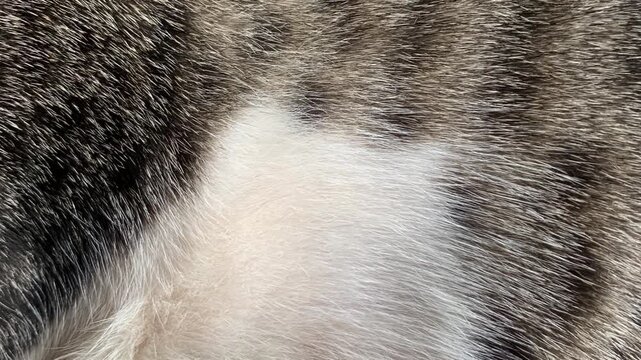 close up of a fur coat