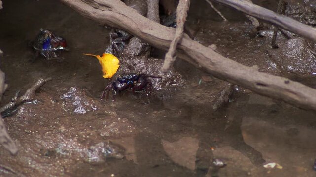 Colorful Fiddler Crab Carrying Leaf Through Mangrove Habitat