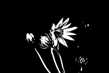 Schwarzer Hintergrund mit minimalistischen weißen Blumen, kontrastreiche Blüten-Grafik © Pawel Hordjewicz