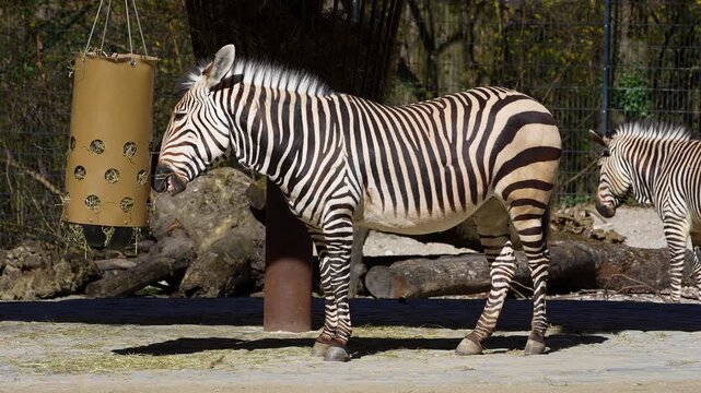 The Hartmann's mountain zebra, Equus zebra hartmannae is a subspecies of the mountain zebra found in far south-western Angola and western Namibia.