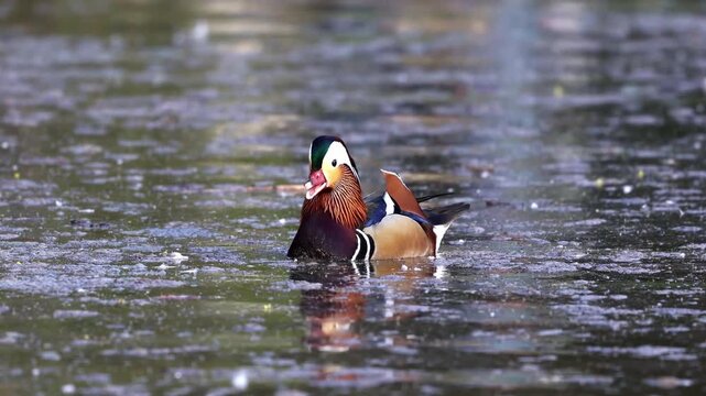 The mandarin duck, Aix galericulata is a perching duck species found in East Asia. Here at a lake in Munich, Germany