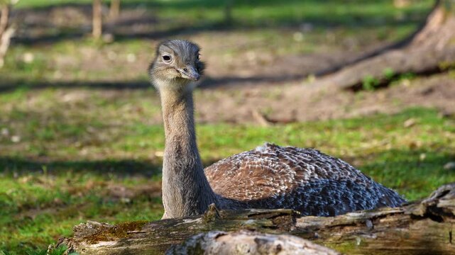 Darwin's rhea, Rhea pennata, also known as the lesser rhea.