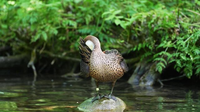White-cheeked pintail, Anas bahamensis, also known as the Bahama pintail. Wildlife animal.