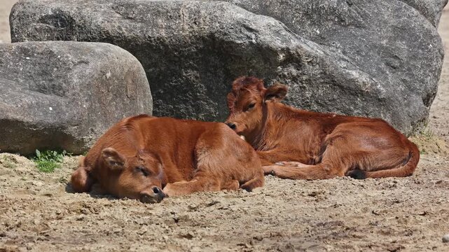 Baby Aurochs, Heck cattle, Bos primigenius taurus, claimed to resemble the extinct aurochs. Domestic highland cattle