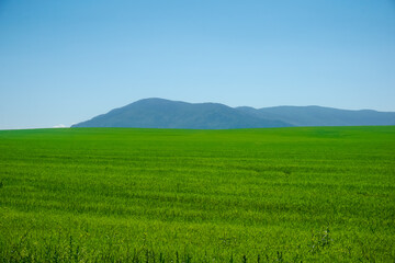 Fototapeta premium An endless green meadow with mountains in the background