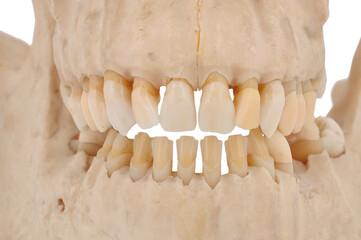 Human skull teeth close up. © vetkit