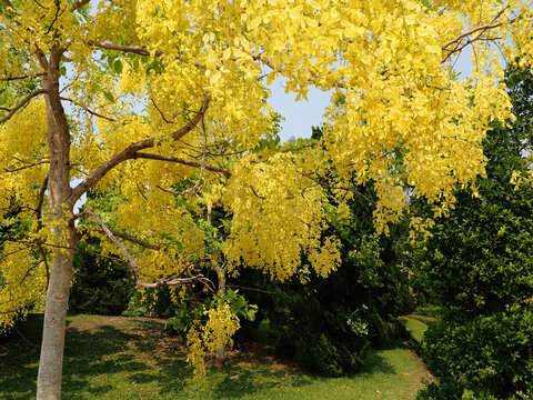 Road through Cassia fistula flower in Thailand