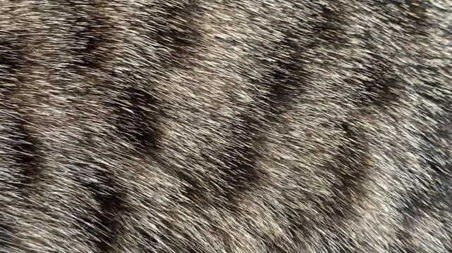 close up of fur texture