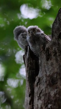Two fluffy owlets perched on a broken tree stump against a lush green bokeh background in their natural wildlife habitat.