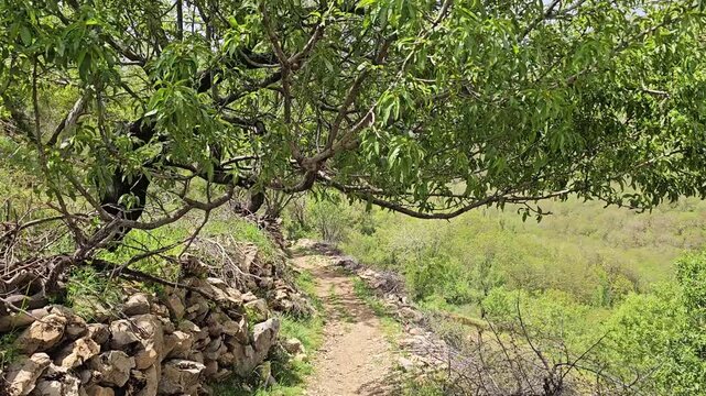 A stone trail framed by overhanging green branches leads toward layered mountain slopes and a distant rocky peak under a clear spring sky.
📍 Hawraman Takht, Kurdistan, Iran 