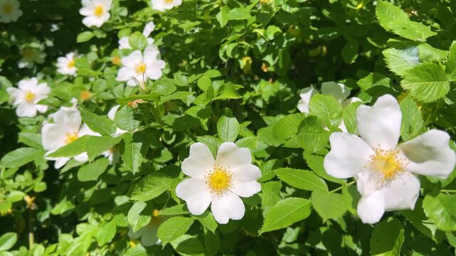 White wild rose flowers bloom beautifully on a green bush in summer. Dog rose blossoms sway gently in the wind as bright sunlight illuminates fresh flower petals and leaves in the garden.