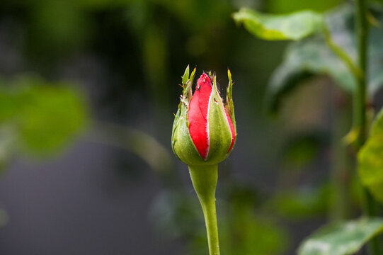 Red rose on a green background. Close-up, selective focus.