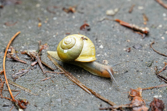 A snail crawls on the ground in a tropical zone. Shallow depth of field.