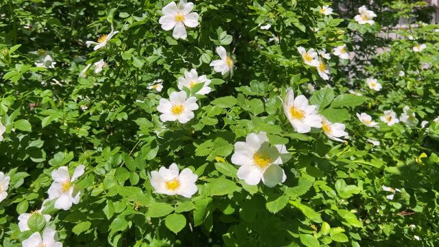 White wild rose flowers bloom beautifully on a green bush in summer. Dog rose blossoms sway gently in the wind as bright sunlight illuminates fresh flower petals and leaves in the garden.