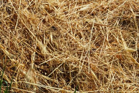Dry straw texture background. Close-up of hay bales