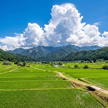 Green Rice Paddies Under Summer Cumulonimbus Clouds In Rural Japan