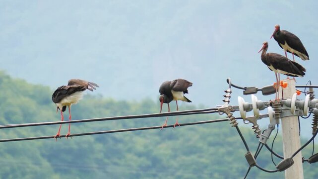 A flock of wild black storks perched on electrical power lines and utility pole, showcasing wildlife adaptation against a scenic mountain backdrop.