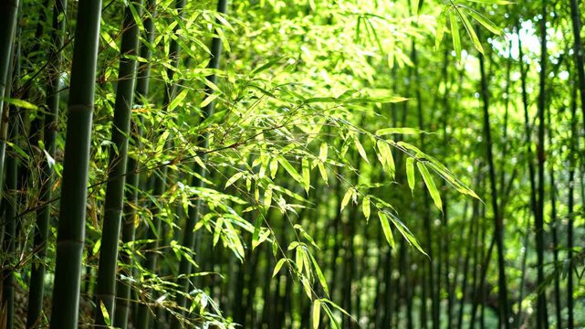 Lush green bamboo forest with bright sunlight filtering through leaves.