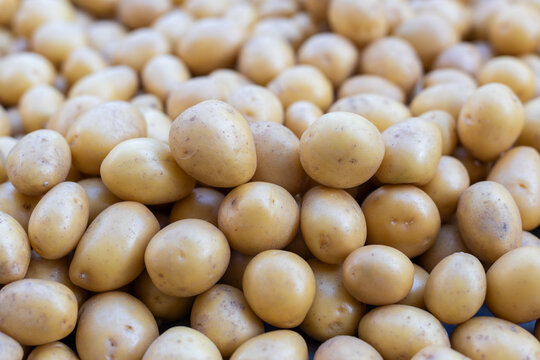 Fresh potato pile in natural daylight